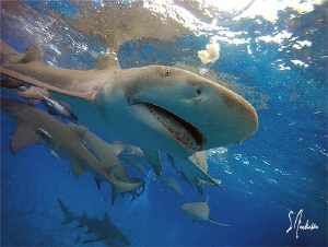 Lemon Sharks at the surface and Lemon Sharks on the botto... by Steven Anderson 